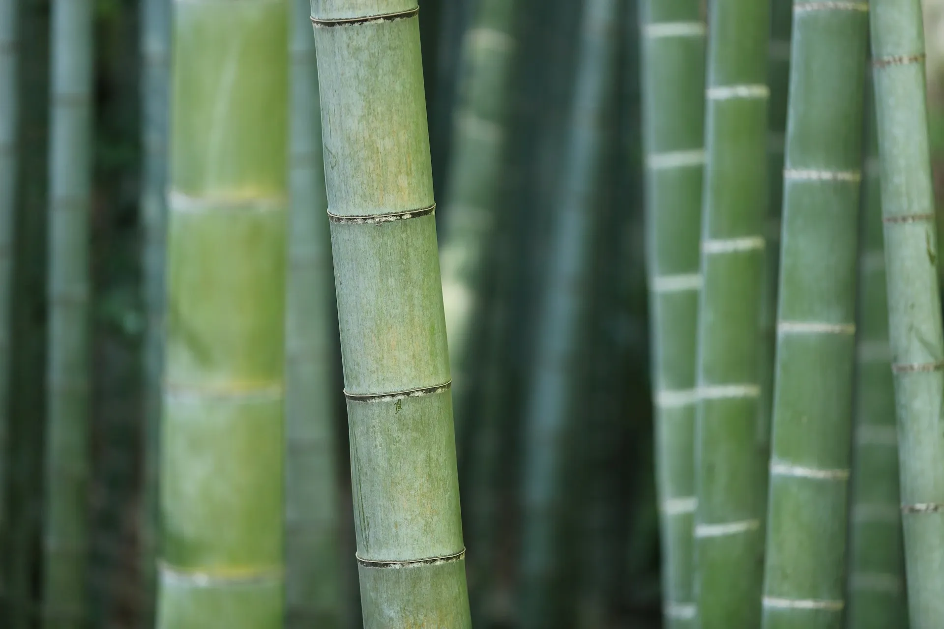 the ingredient of bamboo composite